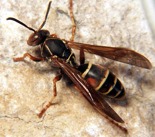 Wasp Control in Massachusetts