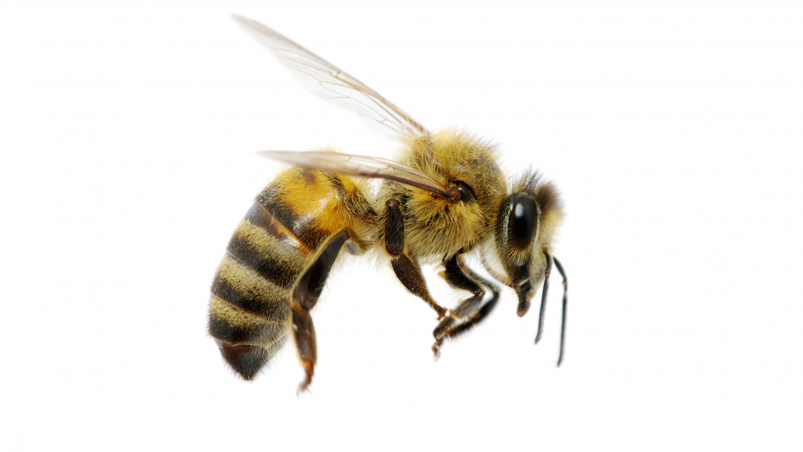Bee Control in Massachusetts