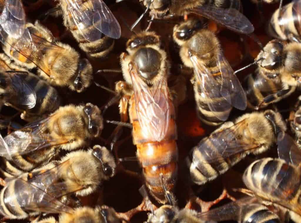 Bee Control in Massachusetts