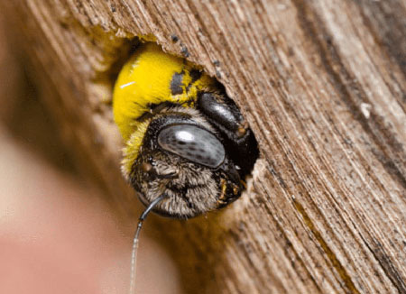 Carpenter Bee Control in Massachusetts
