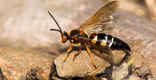 Cicada Killer Control-in Massachusetts