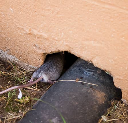 Mouse control in Massachusetts